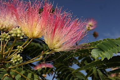 APII jpeg image of Albizia julibrissin  © contact APII