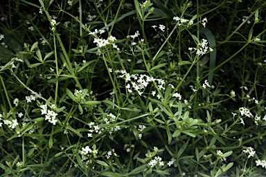 APII jpeg image of Galium palustre  © contact APII