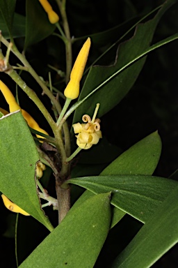 APII jpeg image of Persoonia amaliae  © contact APII