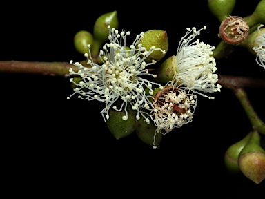 APII jpeg image of Eucalyptus angophoroides  © contact APII