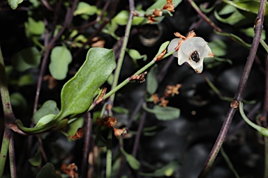 APII jpeg image of Muehlenbeckia tuggeranong  © contact APII