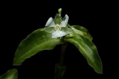 APII jpeg image of Aneilema biflorum  © contact APII