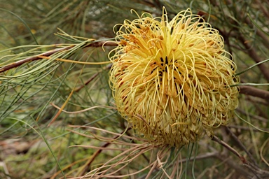 APII jpeg image of Banksia sphaerocarpa var. dolichostyla  © contact APII