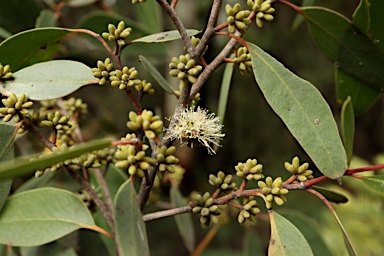 APII jpeg image of Eucalyptus camfieldii  © contact APII