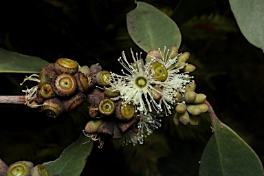 APII jpeg image of Eucalyptus camfieldii  © contact APII