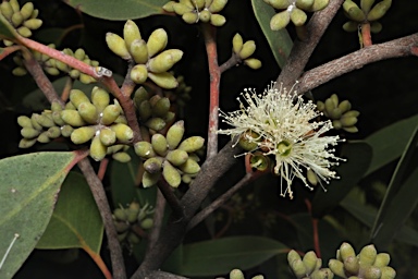 APII jpeg image of Eucalyptus camfieldii  © contact APII