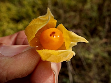 APII jpeg image of Physalis hederifolia  © contact APII