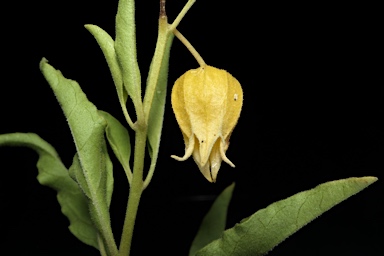 APII jpeg image of Physalis hederifolia  © contact APII