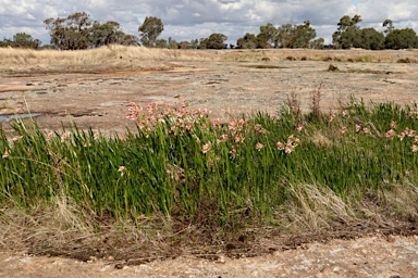 APII jpeg image of Calostemma purpureum  © contact APII