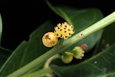 APII jpeg image of Wilkiea macrophylla  © contact APII