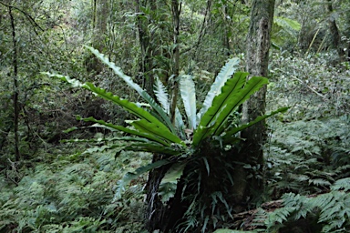 APII jpeg image of Asplenium australasicum  © contact APII