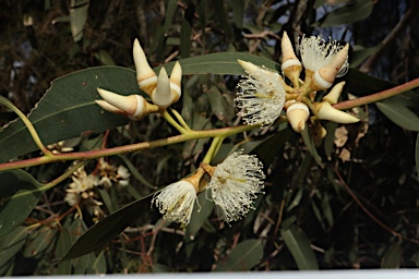 APII jpeg image of Eucalyptus tereticornis subsp. tereticornis  © contact APII