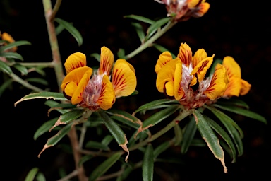 APII jpeg image of Pultenaea linophylla  © contact APII