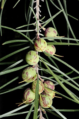 APII jpeg image of Persoonia linearis  © contact APII