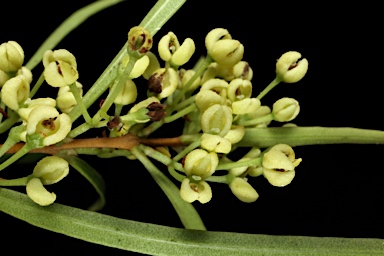 APII jpeg image of Notelaea linearis  © contact APII