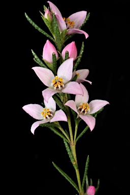 APII jpeg image of Boronia deanei subsp. acutifolia  © contact APII