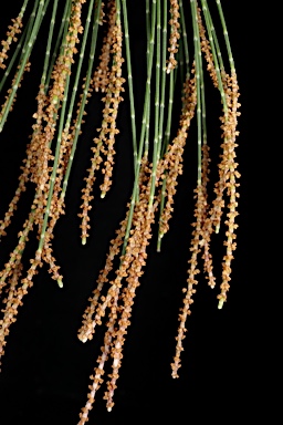 APII jpeg image of Allocasuarina littoralis  © contact APII