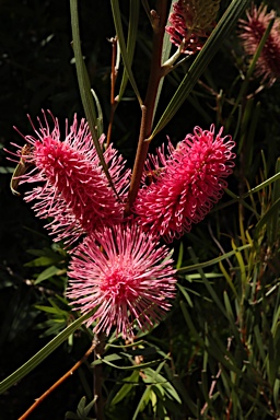 APII jpeg image of Hakea grammatophylla 'Ninbella Brilliance'  © contact APII