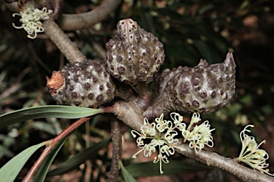 APII jpeg image of Hakea salicifolia subsp. salicifolia  © contact APII