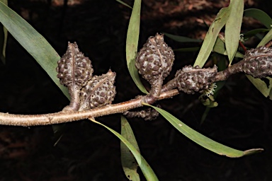 APII jpeg image of Hakea salicifolia subsp. salicifolia  © contact APII