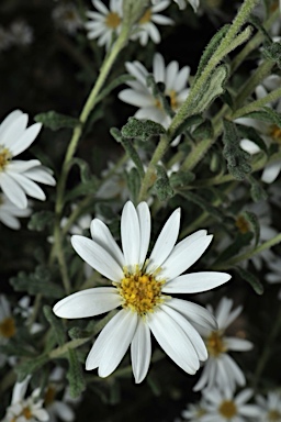 APII jpeg image of Olearia asterotricha  © contact APII