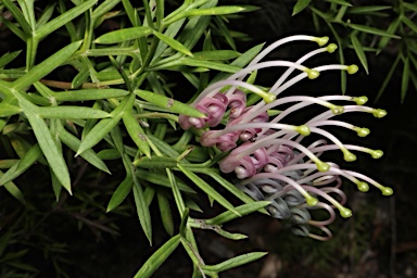 APII jpeg image of Grevillea rivularis  © contact APII