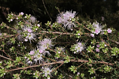 APII jpeg image of Kunzea parvifolia  © contact APII