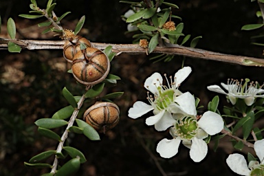 APII jpeg image of Leptospermum polygalifolium subsp. cismontanum  © contact APII