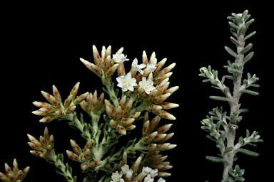 APII jpeg image of Ozothamnus x expansifolius  © contact APII