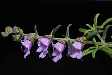 APII jpeg image of Prostanthera sp. Rowleys Creek (L.M.Copeland 4288)  © contact APII