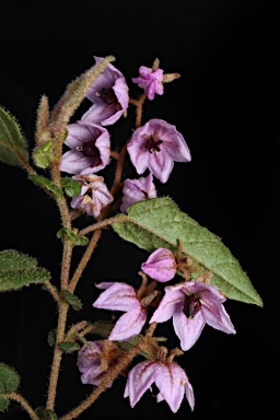 APII jpeg image of Thomasia sp. Big Brook (M.Koch 2373)  © contact APII