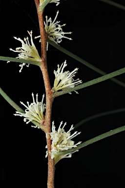 APII jpeg image of Hakea carinata  © contact APII