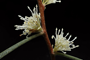 APII jpeg image of Hakea carinata  © contact APII