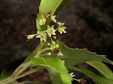 APII jpeg image of Daphnandra sp. Mt. Lewis  © contact APII