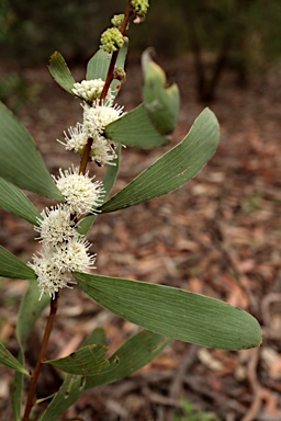 APII jpeg image of Hakea benthamii  © contact APII