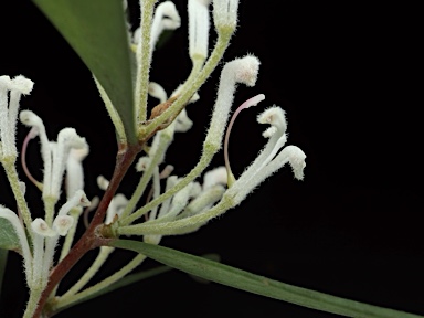 APII jpeg image of Hakea lasianthoides  © contact APII