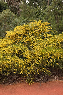 APII jpeg image of Acacia ligulata  © contact APII