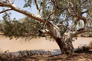 APII jpeg image of Eucalyptus camaldulensis subsp. obtusa  © contact APII
