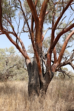 APII jpeg image of Eucalyptus ochrophloia  © contact APII