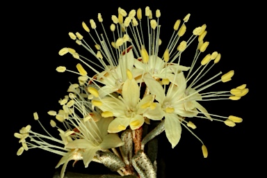 APII jpeg image of Phebalium sp. Mt Canobolas  © contact APII