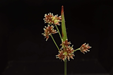 APII jpeg image of Luzula flaccida  © contact APII