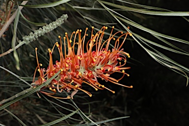 APII jpeg image of Grevillea 'Honey Barbara'  © contact APII