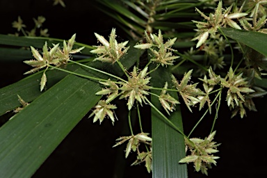 APII jpeg image of Cyperus involucratus  © contact APII