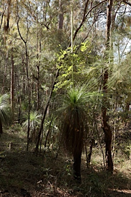 APII jpeg image of Xanthorrhoea johnsonii  © contact APII