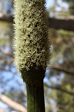 APII jpeg image of Xanthorrhoea johnsonii  © contact APII