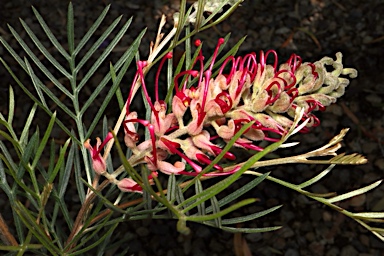 APII jpeg image of Grevillea 'Lana Marie'  © contact APII