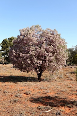 APII jpeg image of Eremophila sturtii  © contact APII