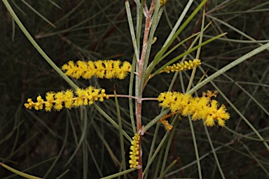 APII jpeg image of Acacia cyperophylla  © contact APII