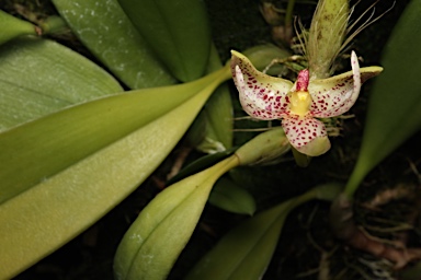APII jpeg image of Bulbophyllum baileyi  © contact APII