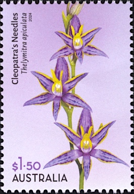 APII jpeg image of Thelymitra apiculata  © contact APII